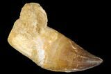 Fossil Rooted Mosasaur (Prognathodon) Tooth - Morocco #174345-1